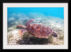 "Underwater Animals – Swimming Turtle 3", Victor Hawk