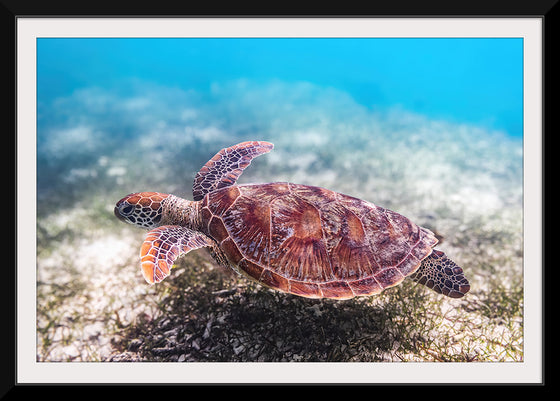 "Underwater Animals – Swimming Turtle 3", Victor Hawk