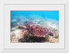 "Underwater Animals – Swimming Turtle 3", Victor Hawk