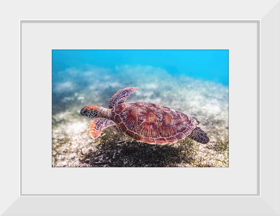 "Underwater Animals – Swimming Turtle 3", Victor Hawk