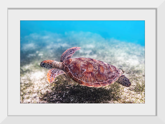 "Underwater Animals – Swimming Turtle 3", Victor Hawk