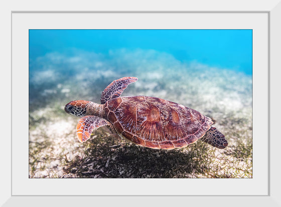 "Underwater Animals – Swimming Turtle 3", Victor Hawk