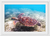 "Underwater Animals – Swimming Turtle 3", Victor Hawk