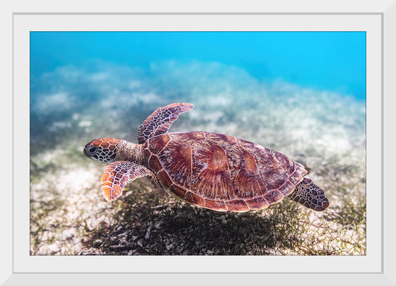 "Underwater Animals – Swimming Turtle 3", Victor Hawk