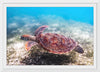 "Underwater Animals – Swimming Turtle 3", Victor Hawk