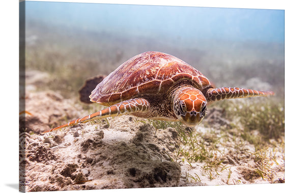 "Underwater Animals – Swimming Turtle 4", Victor Hawk