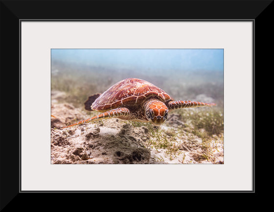 "Underwater Animals – Swimming Turtle 4", Victor Hawk