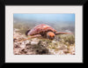 "Underwater Animals – Swimming Turtle 4", Victor Hawk