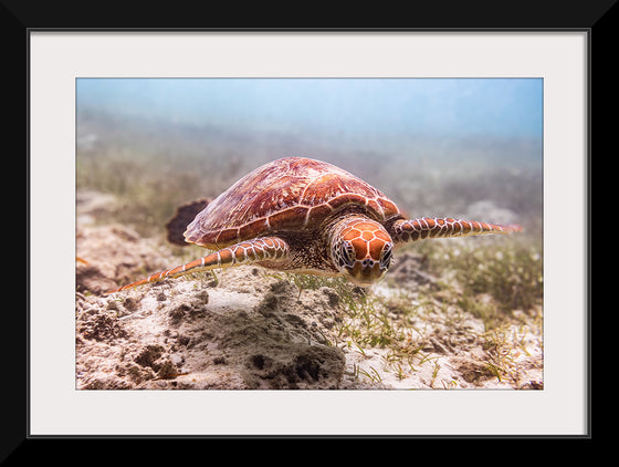 "Underwater Animals – Swimming Turtle 4", Victor Hawk