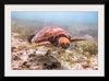 "Underwater Animals – Swimming Turtle 4", Victor Hawk