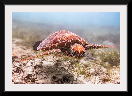 "Underwater Animals – Swimming Turtle 4", Victor Hawk