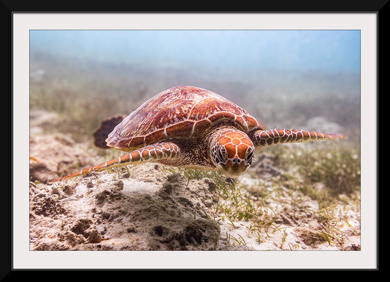 "Underwater Animals – Swimming Turtle 4", Victor Hawk