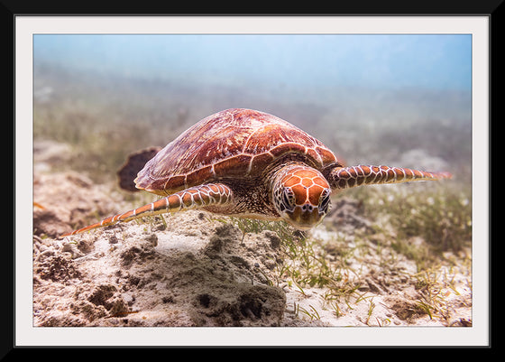 "Underwater Animals – Swimming Turtle 4", Victor Hawk