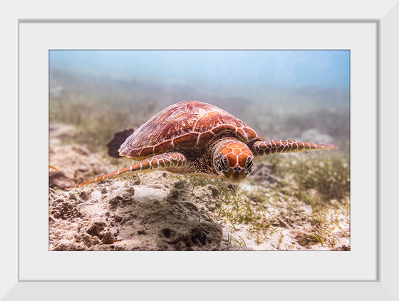 "Underwater Animals – Swimming Turtle 4", Victor Hawk