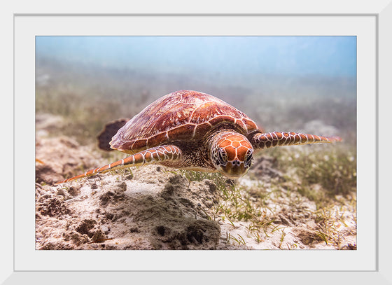 "Underwater Animals – Swimming Turtle 4", Victor Hawk