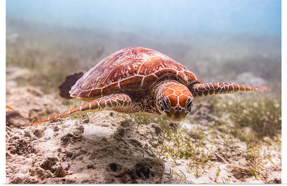 "Underwater Animals – Swimming Turtle 4", Victor Hawk