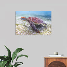  Dive into the serene underwater world with Victor Hawk’s exquisite artwork, “Underwater Animals – Swimming Turtle 5”. Every detail of this mesmerizing print captures the graceful movement of a turtle, gliding effortlessly through a tranquil sea. The intricate patterns on the turtle’s shell come alive in vibrant hues, while the gentle sway of underwater flora adds to the sense of immersion. 