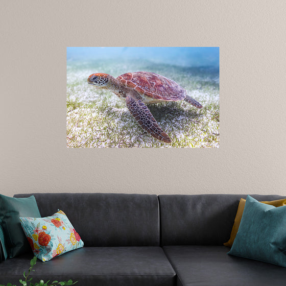 "Underwater Animals – Swimming Turtle 5", Victor Hawk