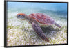 "Underwater Animals – Swimming Turtle 5", Victor Hawk