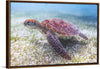 "Underwater Animals – Swimming Turtle 5", Victor Hawk