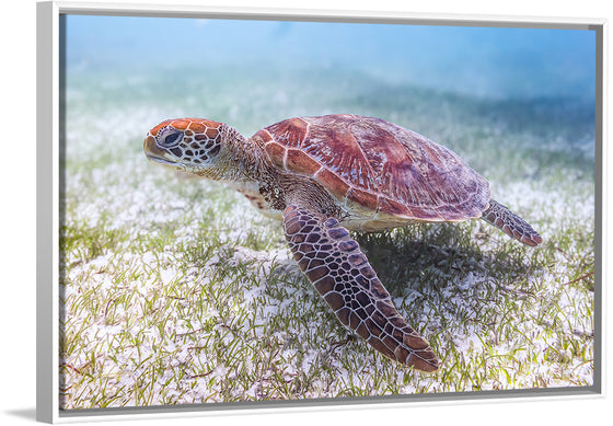 "Underwater Animals – Swimming Turtle 5", Victor Hawk