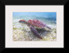 "Underwater Animals – Swimming Turtle 5", Victor Hawk