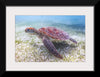 "Underwater Animals – Swimming Turtle 5", Victor Hawk