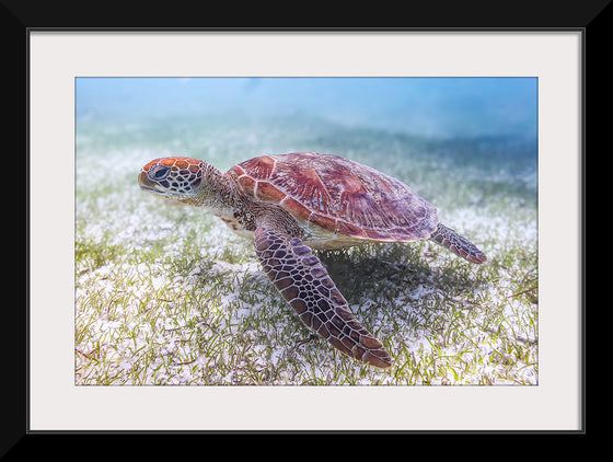 "Underwater Animals – Swimming Turtle 5", Victor Hawk