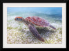 "Underwater Animals – Swimming Turtle 5", Victor Hawk