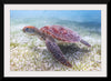 "Underwater Animals – Swimming Turtle 5", Victor Hawk