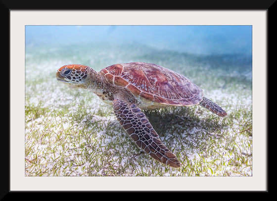 "Underwater Animals – Swimming Turtle 5", Victor Hawk