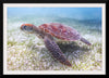 "Underwater Animals – Swimming Turtle 5", Victor Hawk