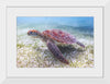 "Underwater Animals – Swimming Turtle 5", Victor Hawk