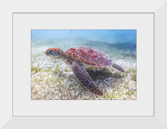 "Underwater Animals – Swimming Turtle 5", Victor Hawk