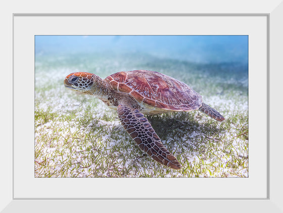 "Underwater Animals – Swimming Turtle 5", Victor Hawk