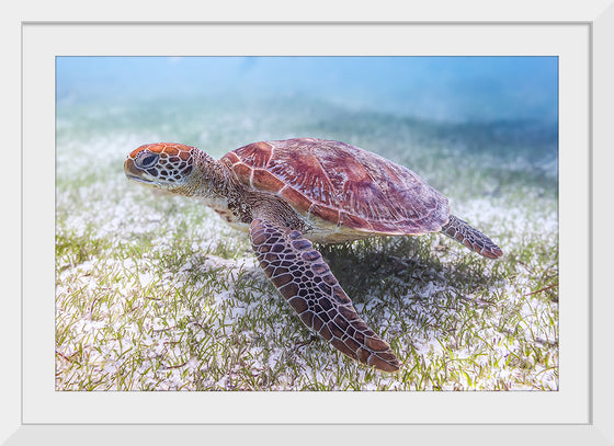 "Underwater Animals – Swimming Turtle 5", Victor Hawk