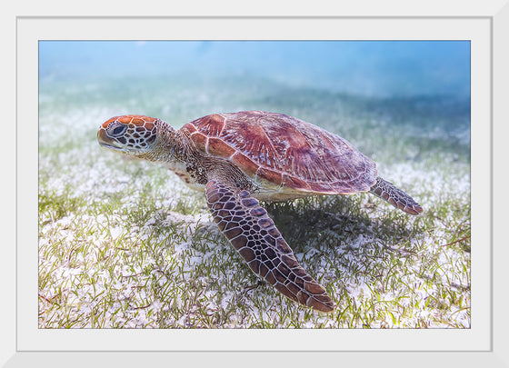 "Underwater Animals – Swimming Turtle 5", Victor Hawk