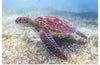 "Underwater Animals – Swimming Turtle 5", Victor Hawk