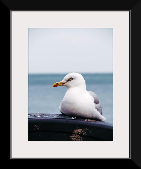 "Patient Gull", Lisa Fotios