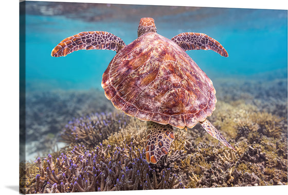 "Underwater Animals – Swimming Turtle 6", Victor Hawk