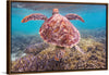 "Underwater Animals – Swimming Turtle 6", Victor Hawk