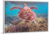 "Underwater Animals – Swimming Turtle 6", Victor Hawk