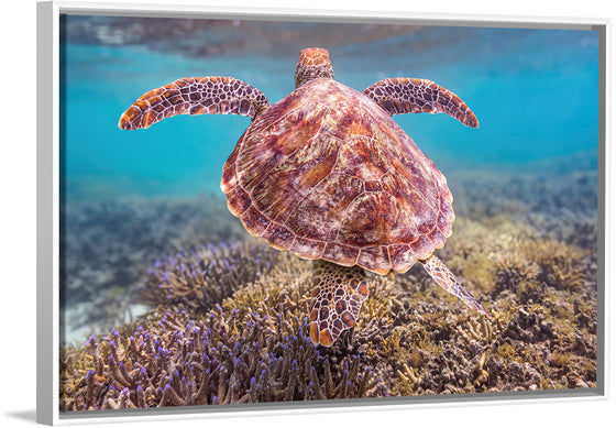 "Underwater Animals – Swimming Turtle 6", Victor Hawk