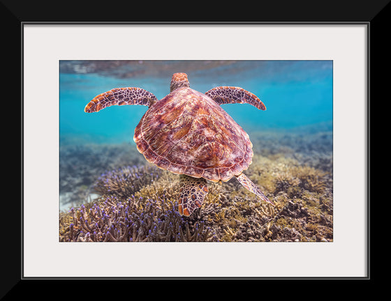 "Underwater Animals – Swimming Turtle 6", Victor Hawk