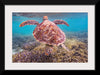 "Underwater Animals – Swimming Turtle 6", Victor Hawk