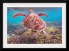 "Underwater Animals – Swimming Turtle 6", Victor Hawk