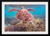 "Underwater Animals – Swimming Turtle 6", Victor Hawk