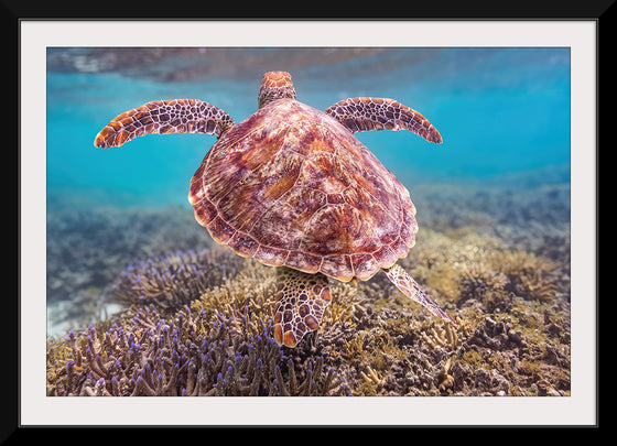 "Underwater Animals – Swimming Turtle 6", Victor Hawk