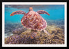 "Underwater Animals – Swimming Turtle 6", Victor Hawk