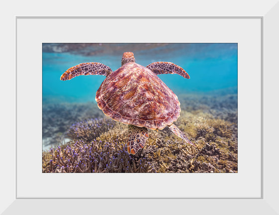 "Underwater Animals – Swimming Turtle 6", Victor Hawk